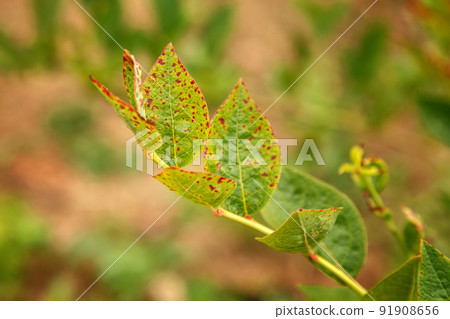 Leaf blueberry virus infected red ring spot. Leaf blueberry virus infected red ring spot. 91908656