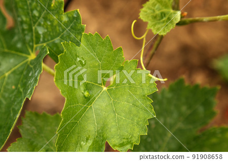 Diseases of the vineyard. Green vine leaf damaged by garden spider mite Diseases of the vineyard. Green vine leaf damaged by garden spider mite 91908658