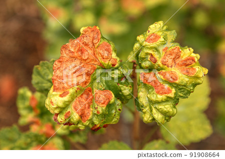 Currant disease in which red spots appear on the leaves. Anthracnose 91908664