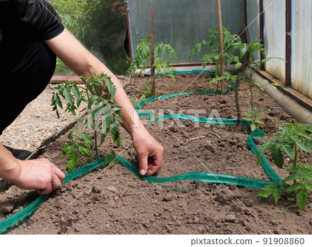 a man lays out a plastic thin green drip irrigation hose on the soil in a greenhouse with tomato seedlings, installing an automatic watering system in a village greenhouse for growing vegetables 91908860