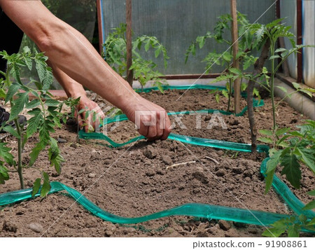 farmer's hands laying out green plastic drip irrigation on loose ground in a greenhouse with growing tomato seedlings for automatic irrigation of vegetables 91908861