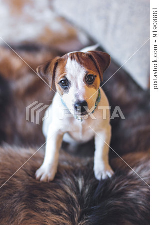 Jack Russell Terrier puppy stands with its paws on the furry back of the couch and looks at camera. Close up portrait of a beautiful white puppy with brown ears. Pets love concept. Poster.Brown toning 91908881