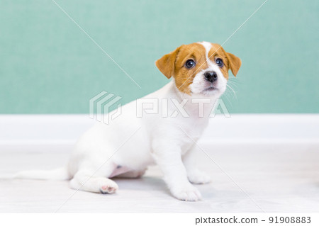A beautiful white Jack Russell Terrier puppy with brown spots sits, looks up, the tail is lifted up against the background of a green wall. Dog training, preparation for exhibitions. Dog day, pet day 91908883