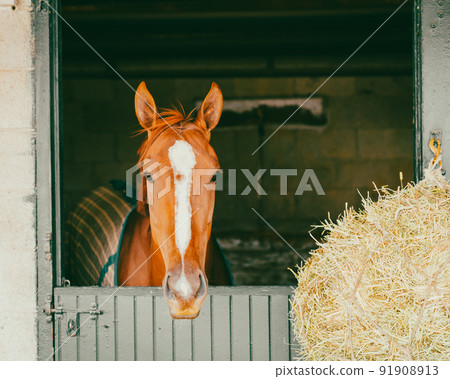 Horse in a stable 91908913
