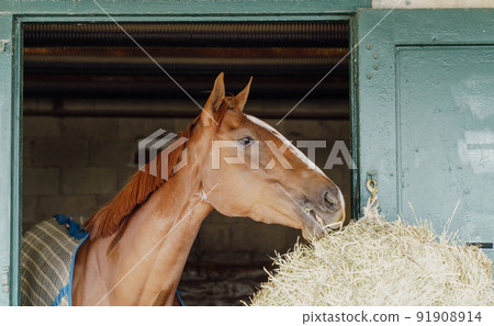 Horse in a stable 91908914