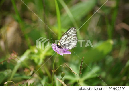 Miyama white sweet potato sucking nectar from Hakusanfuro 91909391