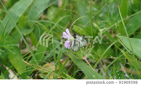 Miyama white sweet potato sucking nectar from Hakusanfuro Miyama white sweet potato sucking nectar from Hakusanfuro 91909398
