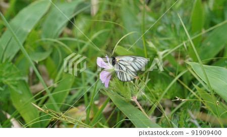 Miyama white sweet potato sucking nectar from Hakusanfuro Miyama white sweet potato sucking nectar from Hakusanfuro 91909400