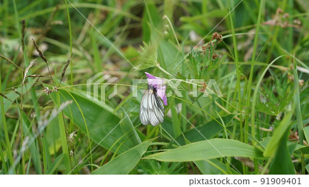 來自Hakusanfuro的Miyama白色甘藷吮吸花蜜 91909401