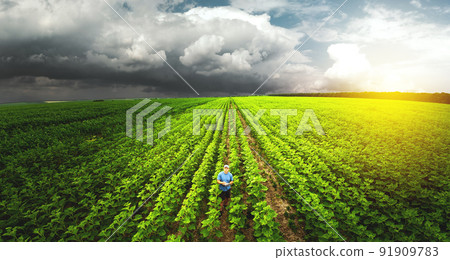 Top view, farmer in the agricultural field of sunflowers. Agronomist and farmer checking potential crop 91909783