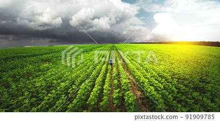 Top view, farmer in the agricultural field of sunflowers. Agronomist and farmer checking potential crop 91909785