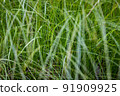 very dense green lush grass, detail 91909925
