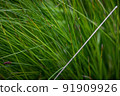 very dense green lush grass, detail 91909926