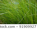 very dense green lush grass, detail 91909927