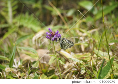 Aporia hippia sucking the nectar of Heal-all Aporia hippia sucking the nectar of Heal-all 91909929