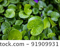 wet tropical green leafs after rain 91909931