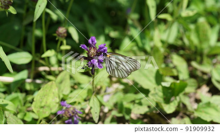 Aporia hippia sucking the nectar of Heal-all Aporia hippia sucking the nectar of Heal-all 91909932