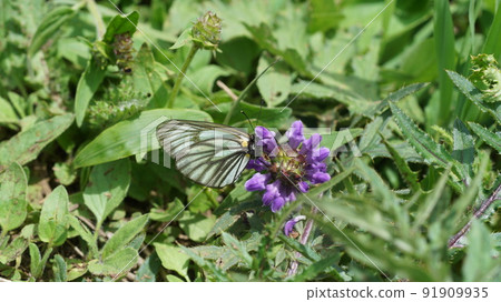 Aporia hippia sucking the nectar of Heal-all Aporia hippia sucking the nectar of Heal-all 91909935