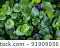 wet tropical green leafs after rain 91909936