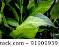 wet tropical green leafs after rain 91909939