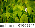 detail of large green wet leaves of a tropical plant 91909942