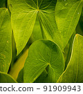 detail of large green wet leaves of a tropical plant 91909943