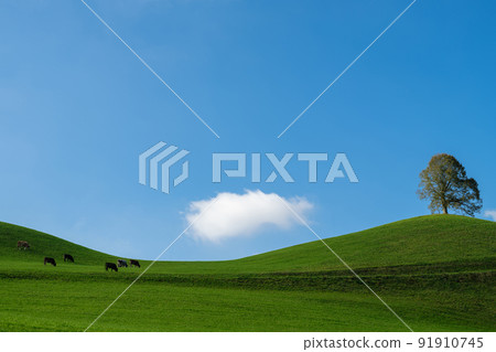 Minimalistic landscape with herd of cows graze in a pasture in the Alps on a sunny day, Switzerland Minimalistic landscape with herd of cows graze in a pasture in the Alps on a sunny day, Switzerland 91910745