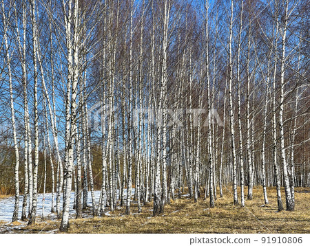 Spring in a birch grove. Unmelted snow. Tall trunks against the blue sky Spring in a birch grove. Unmelted snow. Tall trunks against the blue sky 91910806
