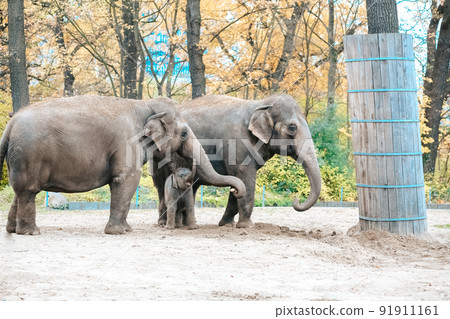 Elephants family in a zoo. Mother and calf are walking in the national park. Wildlife concept. African elephant baby elephant protected by adults in a herd. Elephants family in a zoo. Mother and calf are walking in the national park. Wildlife concept. African elephant baby elephant protected by adults in a herd. 91911161