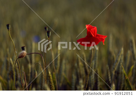 Blooming poppy field in warm evening light. Close up of red poppy flower. Selective focus Blooming poppy field in warm evening light. Close up of red poppy flower. Selective focus 91912051