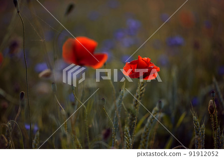 Blooming poppy field in warm evening light. Close up of red poppy flower. Selective focus Blooming poppy field in warm evening light. Close up of red poppy flower. Selective focus 91912052