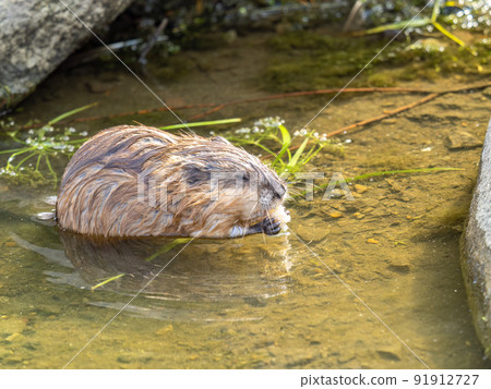 Wild animal Muskrat, Ondatra zibethicuseats, eats on the river bank 91912727