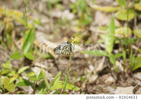 Aporia hippia sucking nectar 91914631