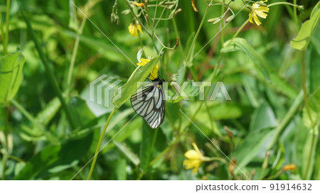 Aporia hippia sucking nectar 91914632