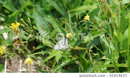 Aporia hippia sucking nectar 91914633
