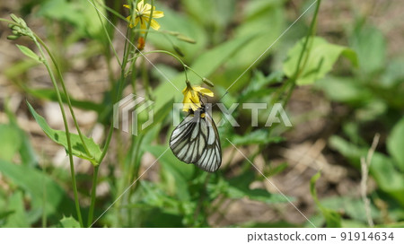 Aporia hippia sucking nectar Aporia hippia sucking nectar 91914634