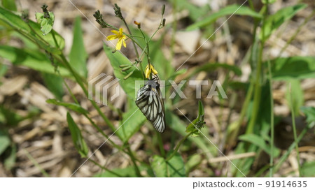 Aporia hippia sucking nectar Aporia hippia sucking nectar 91914635