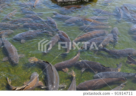 Koi swimming in the pond 91914711