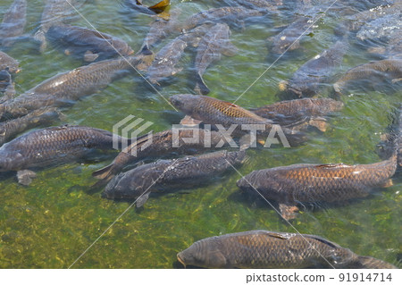 Koi swimming in the pond 91914714