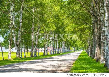 十勝牧場，一排新鮮的綠色白樺樹 91914947