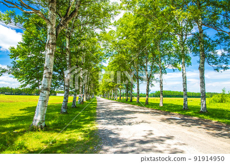 十勝牧場，一排新鮮的綠色白樺樹 91914950