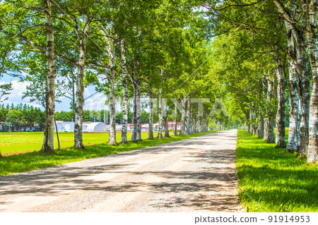 十勝牧場,一排新鮮的綠色白樺樹 十勝牧場,一排新鮮的綠色白樺樹 91914953