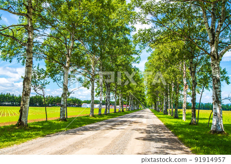 十勝牧場，一排新鮮的綠色白樺樹 91914957