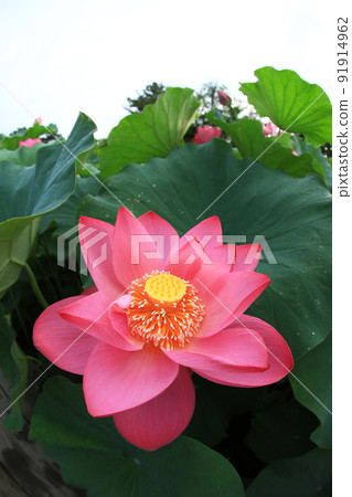 蓮花8273 91914962