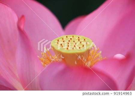 蓮花8822 91914963