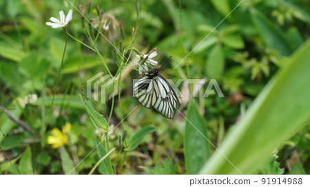 Aporia hippia 吮吸花蜜 91914988