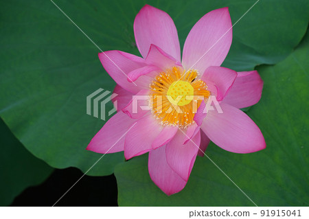 Lotus 8385 91915041