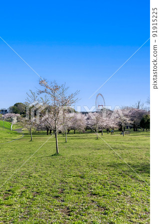 Sayama Park when the cherry blossoms bloom The cherry blossoms under the Sayama Lake dam and the Ferris wheel in the distant view Sayama Park when the cherry blossoms bloom The cherry blossoms under the Sayama Lake dam and the Ferris wheel in the distant view 91915225