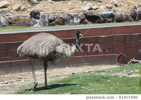 一隻鴯鶓的動物園風景 一隻鴯鶓的動物園風景 91915400