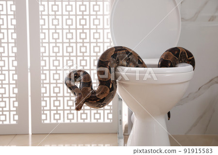 Brown boa constrictor on toilet bowl in bathroom Brown boa constrictor on toilet bowl in bathroom 91915583